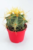 Ferocactus Glaucescens sarı dikenli nadir özel tür kaktüs büyük boy 12 cm kırmızı saksıda - 2