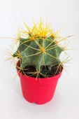 Ferocactus Glaucescens sarı dikenli nadir özel tür kaktüs büyük boy 12 cm kırmızı saksıda - 1