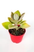 Kalanchoe Beharensis Fang kadife yapraklı sukulent keçe bitkisi kalanşo 8.5 cm kırmızı saksıda - 2