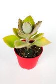 Kalanchoe Beharensis Fang kadife yapraklı sukulent keçe bitkisi kalanşo 8.5 cm kırmızı saksıda - 3