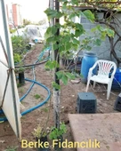 4 Yaş Ihlamur Fidanı, Torbada - 2