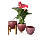 Bitki Tasarımı Bordo Granit Toprak Saksı Saksılık Salon Çiçeklik Üçlü Set - 15 CM - 7