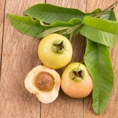 GÜL ELMASI FİDANI (ROSE APPLE) 3 YAŞ 60 CM (NADİR TÜR) - 2