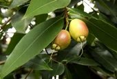 GÜL ELMASI FİDANI (ROSE APPLE) 3 YAŞ 60 CM (NADİR TÜR) - 1