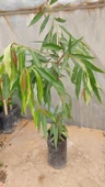 GÜL ELMASI FİDANI (ROSE APPLE) 3 YAŞ 60 CM (NADİR TÜR) - 3