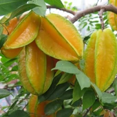 AŞISIZ STAR FRUİT FİDANI 4 YAŞ 1,5 MT ÜSTÜ - 1