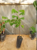 AŞILI STAR FRUİT FİDANI 3 YAŞ 100 CM - 2