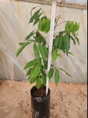 LONGAN FİDANI 4 YAŞ 50-60 CM - 2