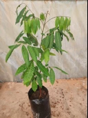 LONGAN FİDANI 4 YAŞ 50-60 CM - 3