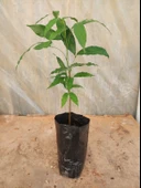 LİÇİ FİDANI 4 YAŞ 50 CM - 3