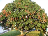 LİÇİ FİDANI 4 YAŞ 50 CM - 1