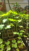 PAPAYA FİDANI 50 CM - 2