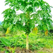 PAPAYA FİDANI 50 CM - 1