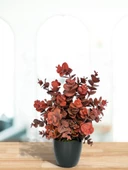 Nettenevime Yapay Çiçek Siyah Saksıda Okaliptus Şimşir Demeti Pudralı Pastel Bordo Dekoratif Yapay Bitki thumbnail 4
