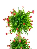 Nettenevime Yapay Ağaç Kırmızı Mineli Şimşir Top Siyah Saksılı 115*30cm thumbnail 5