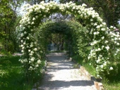 Beyaz Yediveren Sarmaşık Gül Fidanı 15-25 Cm N11.27265 thumbnail 1