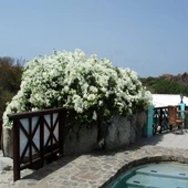 Beyaz Yediveren Sarmaşık Gül Fidanı 15-25 Cm N11.27265 thumbnail 2