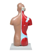 Temel İnsan Vücudu Modeli 27 Cm - 4