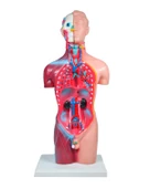 Temel Büyük İnsan Vücudu Modeli 45 Cm - 2