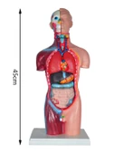 Temel Büyük İnsan Vücudu Modeli 45 Cm - 4