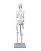 Temel İskelet Modeli 45 Cm - 3