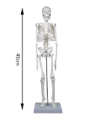 Temel İskelet Modeli 45 Cm - 4