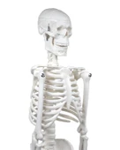 Temel İskelet Modeli 45 Cm - 2