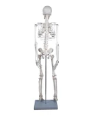 Temel İskelet Modeli 85 Cm - 2