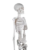 Temel İskelet Modeli 85 Cm - 3