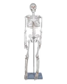 Temel İskelet Modeli 85 Cm - 1