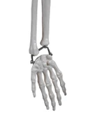 Temel İskelet Modeli 85 Cm - 4