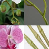 Nettenevime 4lü Set Yapay Çiçek Pembe Açık Islak Orkide ve 2 Adet Orkide Yaprağı Gerçeksi Doku Uzun Dal 90cm thumbnail 4