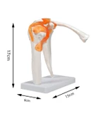 Temel Omuz Eklem Modeli - 4