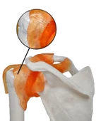 Temel Omuz Eklem Modeli - 3