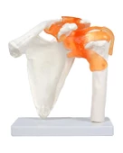 Temel Omuz Eklem Modeli - 2