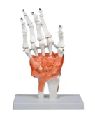 Temel El Eklem Modeli - 2