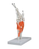 Temel El Eklem Modeli - 3