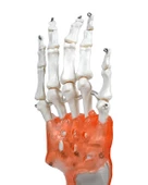 Temel El Eklem Modeli - 4