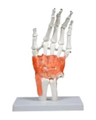 Temel El Eklem Modeli - 1