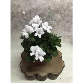 Beyaz Ceylan Gözü Canan Sardunya Çiçeği Fidanı 10-20 cm thumbnail 1