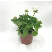 Beyaz Ceylan Gözü Canan Sardunya Çiçeği Fidanı 10-20 cm thumbnail 2