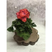 Turuncu Ceylan Gözü Canan Sardunya Çiçeği Fidanı 10-20 cm - 1