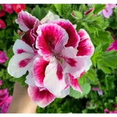 Ceylan Gözü Sardunya Fidanı Pembe Beyaz 10-20 cm thumbnail 2