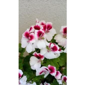 Ceylan Gözlü Sardunya Fidanı Mor Beyaz 10-20 cm thumbnail 3