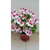 Ceylan Gözlü Sardunya Fidanı Mor Beyaz 10-20 cm thumbnail 1