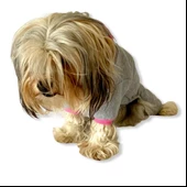 Bear Grey Pink Köpek Tulumu Köpek Kıyafeti - 7