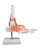 Temel Ayak Eklem Modeli - 4