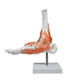 Temel Ayak Eklem Modeli - 1