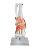 Temel Ayak Eklem Modeli - 2