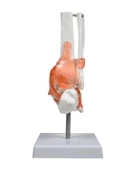 Temel Ayak Eklem Modeli - 3